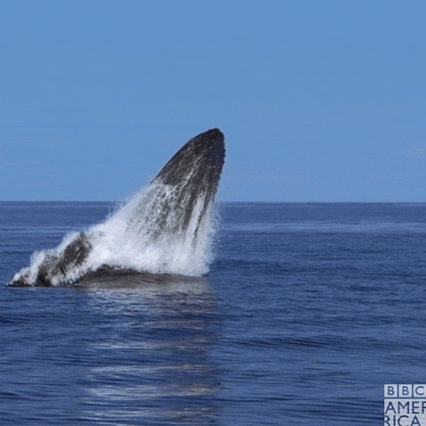 Whale jumping out of the water