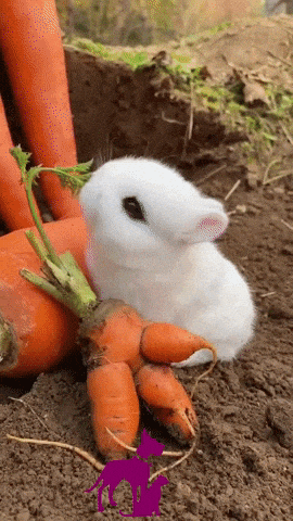 bunny eating carrot