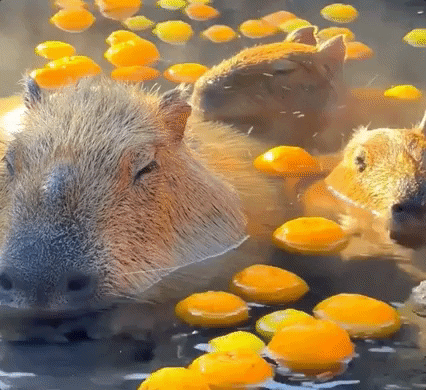 Three capybaras relaxing in hot water with oranges floating around them.