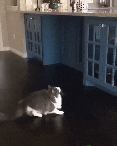 giphy-downsized-large.gif