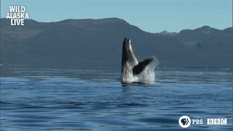 whale