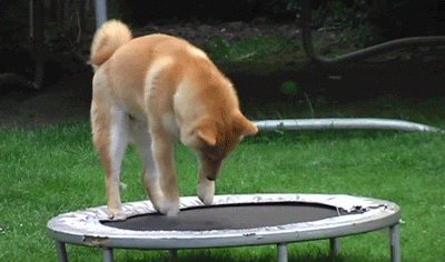 Un chien fait du trampoline, du moins, il essaye ! 