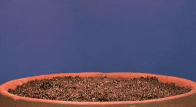 A lush sweet potato garden roots growing in a pot