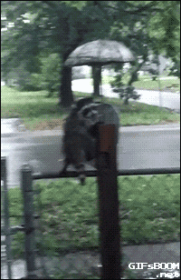 An image of a raccoon