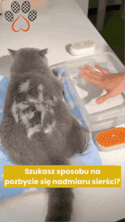 Szczotka rozpylająca mgiełkę podczas czesania