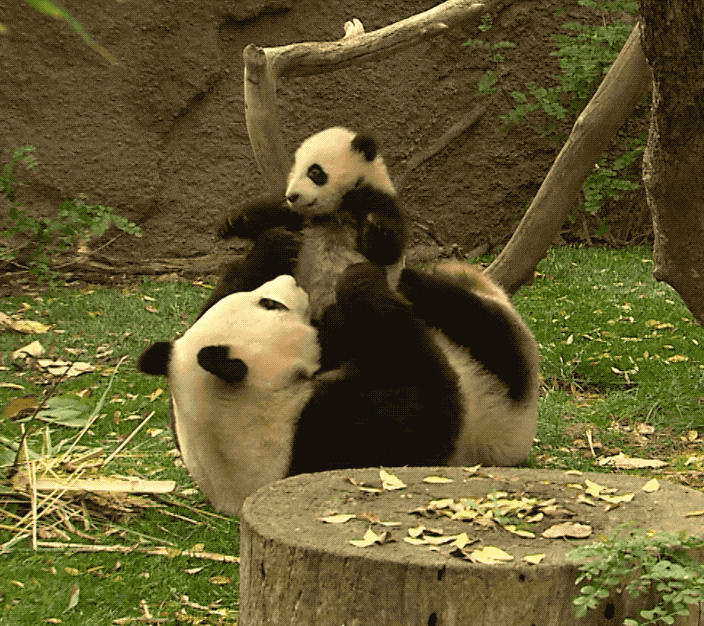 giphy.gif