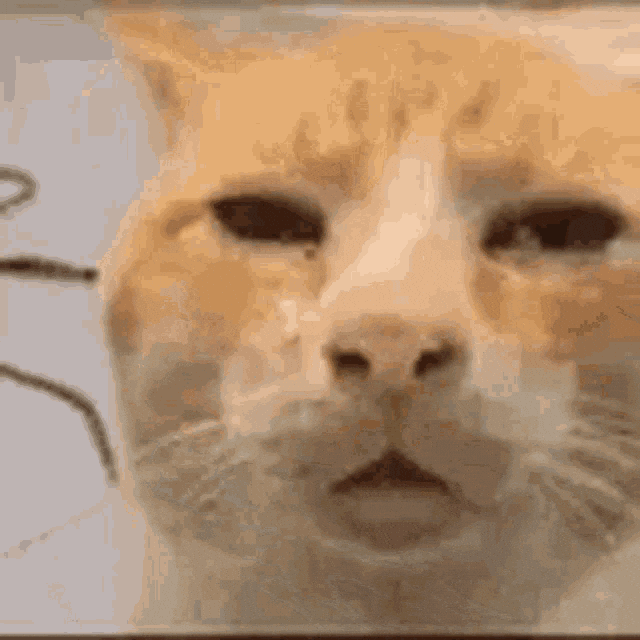 Confusing Cat