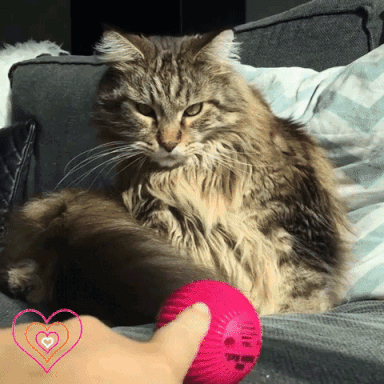 giphy-downsized-large.gif