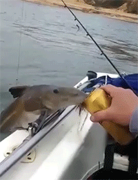 giphy-downsized-large.gif