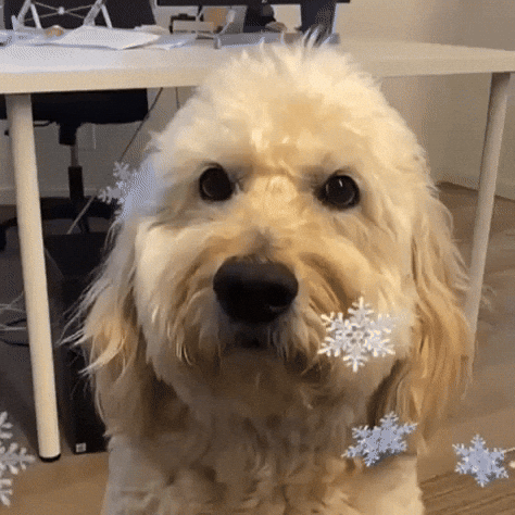 Doodle Grooming
