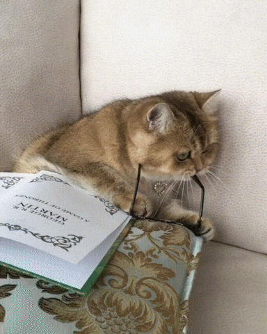 Smart cat