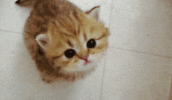 new kitten in town