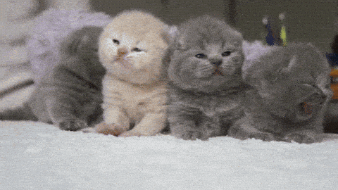 giphy-downsized-large.gif