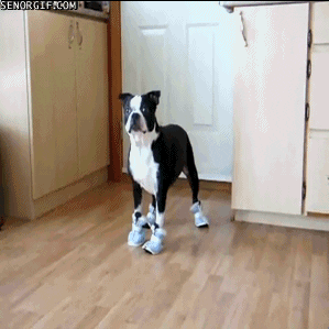 Moving image of a black and white dog walking with boots on it's paws.