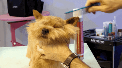 mobile dog grooming washington dc