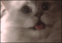 cat scared