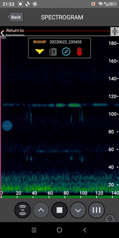 Petit rhinolophe expansion