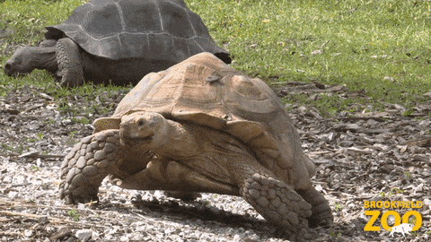 Slow Workout