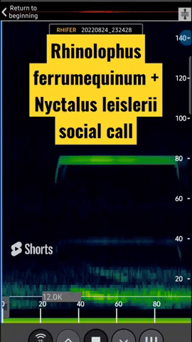 Grand rhinolophe expansion