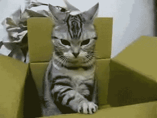Gif of cat in box