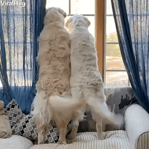 [Image: giphy.gif]