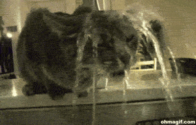 Изображение gif