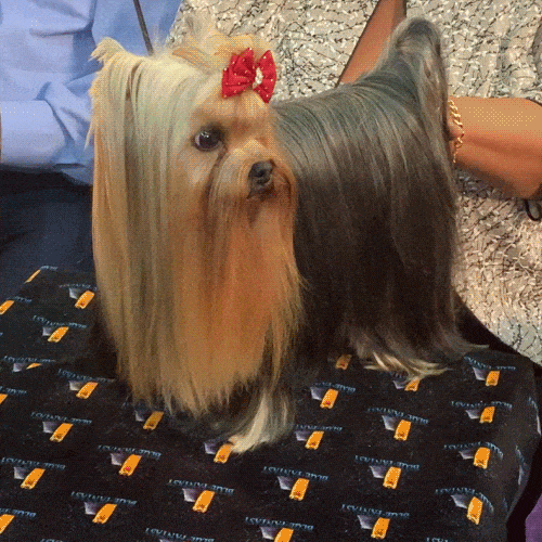giphy-downsized-large.gif