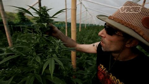 Cannabis concentrates