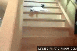giphy.gif