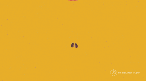 Watching a seed transform into a plant | gradina.space