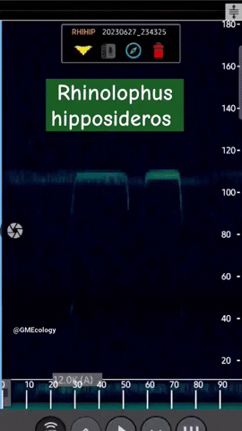 Petit rhinolophe heterodyne