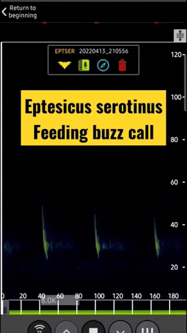 Sérotine commune - expansion x10
