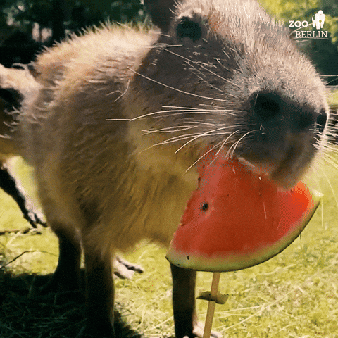 [Image: giphy.gif]