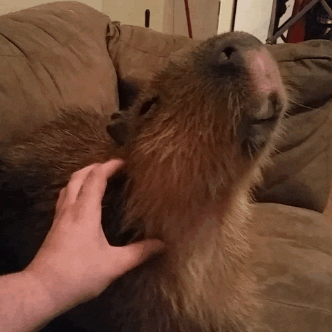 [Image: giphy.gif]