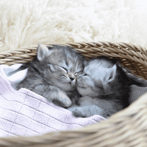 kitten