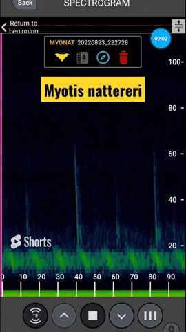 Murin de Natterer chasse - expansion x10