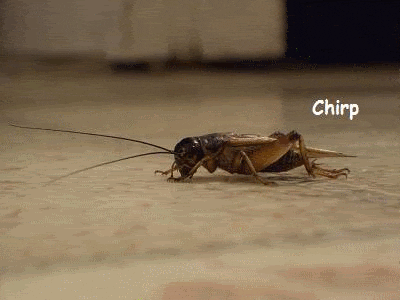 Gif of a cricket chirping