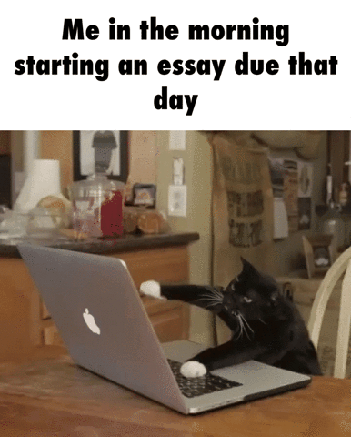 Gif of cat at laptop aggressively typing with words me in the morning starting an essay due that day