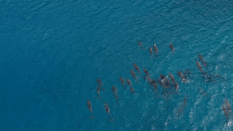 Golfinhos têm partes na cabeça tão poderosas para sentir ecos que conseguem conversar com outros golfinhos até no escuro do oceano. Vídeo: Jess Loiterton/Pexels