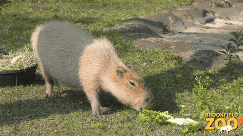 Capybara