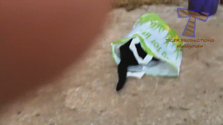 let the cat out of the bag