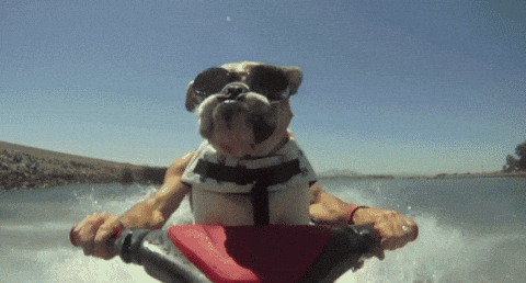 [Image: giphy.gif]