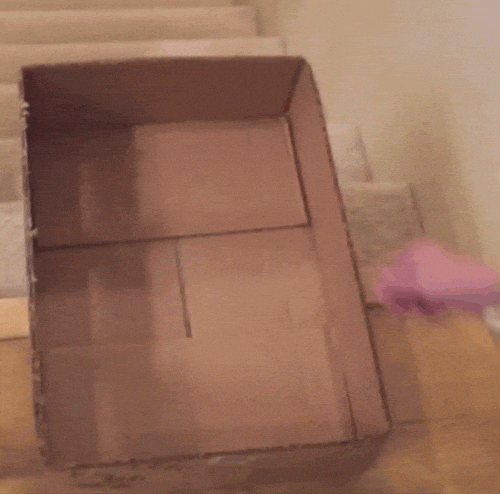Gif of cat sliding down stairs