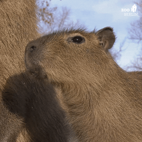 Capybara