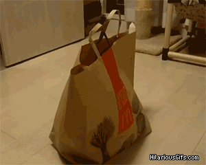 let the cat out of the bag