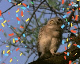 https://media.giphy.com/media/v1.Y2lkPWVjZjA1ZTQ3c2Q5cmEwanByaGZ2M2NjemwwdGN0aW4yam4xa3lsb29xMGJyYjllNiZlcD12MV9naWZzX3NlYXJjaCZjdD1n/Y1Yue79nzPaqbEaDUU/giphy.gif