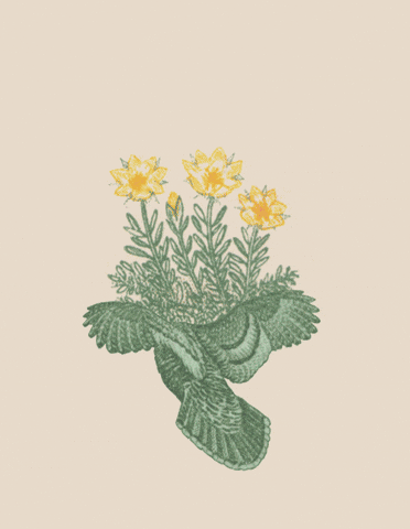 bird flowers