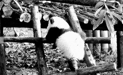 Black And White Bear GIF - Find & Share on GIPHY