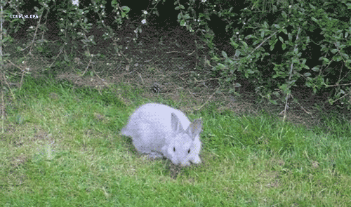 Rabbit Jumping Breaks Rules GIFs - Find & Share on GIPHY