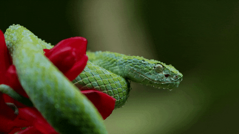 cinemagraph green snake found